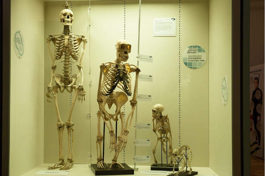 Da dove veniamo e dove stiamo andando: Homo sapiens una specie sempre in movimento